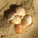 Danny Shell Photo 3