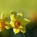 Narciso Luis Photo 11