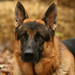 Kelly Shepherd Photo 22
