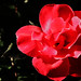 Ray Stearns Photo 19
