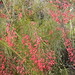 Flora Busch Photo 4