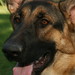 Kelly Shepherd Photo 21