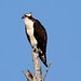 Francis Matthews Photo 9