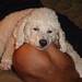 Tony Dang Photo 2