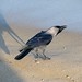 Frederick Crow Photo 2