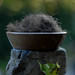 Ivy Beard Photo 8