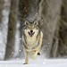 Jeffrey Wolf Photo 42