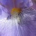 Janet Lavender Photo 9