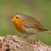 Robin Heath Photo 19