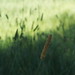Timothy Fields Photo 14