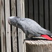 Larry Gray Photo 43