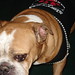 Cindy Haley Photo 25