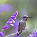 Tracey Allen Photo 34