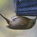 Jerry Downs Photo 28