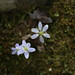 Benjamin Bolin Photo 3