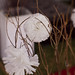 Mark Ferraro Photo 12