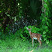 Fawn Morris Photo 17
