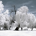 Robert Bird Photo 43