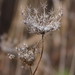 Anne Reed Photo 15
