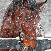 Tracy Heckman Photo 11