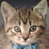 Bonnie Thompson Photo 5