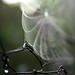 Ray Link Photo 14