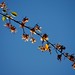 David Maple Photo 8