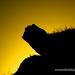 Khalid Muhammad Photo 19
