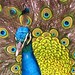 Carol Peacock Photo 20