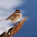 Jan Jewell Photo 20