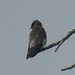 Steven Demas Photo 7