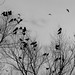 Cynthia Parr Photo 21