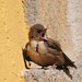 Martin Rocha Photo 6