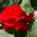 Rose Ferrante Photo 9