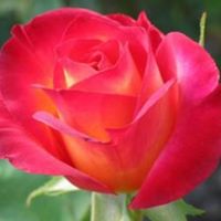 Muhammad Alam Photo 36