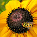 Susan Danver Photo 8