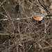 Robin Breaux Photo 5