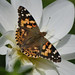 Cynthia Wing Photo 5