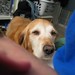 Leo Casey Photo 8
