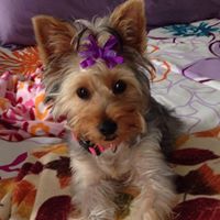 Elizabeth Applegate Photo 15