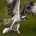 Mark Hamblin Photo 39
