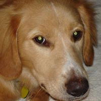 Joy Dillingham Photo 9