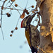 Daniel Lesser Photo 21