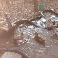 Debra Nichols Photo 15