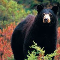 Gail Wyckoff Photo 4