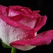 Gail Rose Photo 35