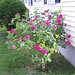 Diane Bush Photo 31