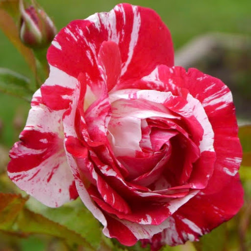 Nancy Thompson Photo 47