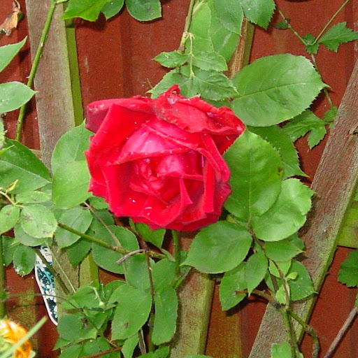 Ann Reynolds Photo 5