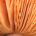 Gill Bush Photo 8